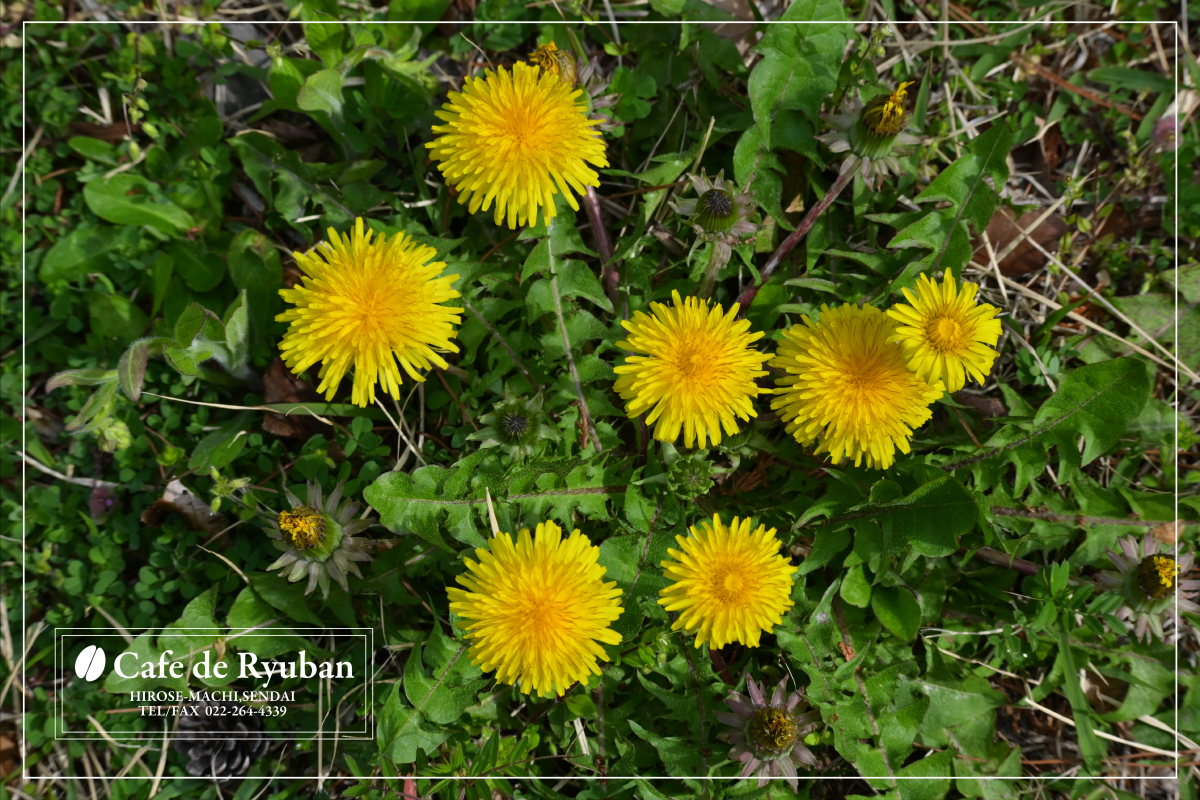 カフェ ドゥ　リュウバン